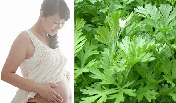 Có nên ăn ngải cứu khi mang thai co nen an ngai cuu khi mang thai