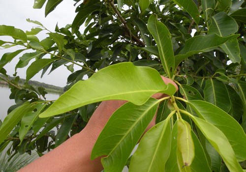 Lá vối giảm mỡ máu, trị bệnh gout la voi giam mo mau