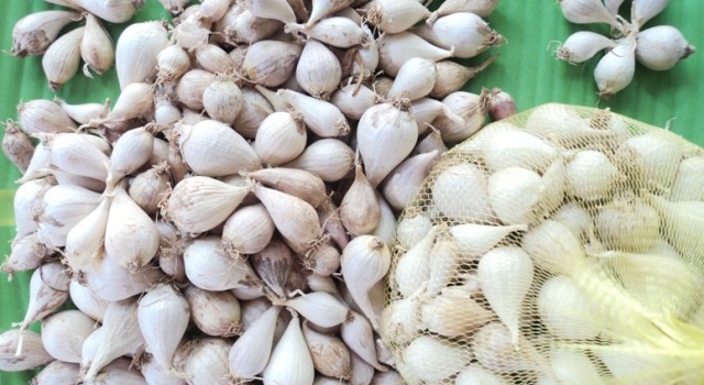 Phân biệt tỏi cô đơn Lý Sơn thật giả toi co don ly son