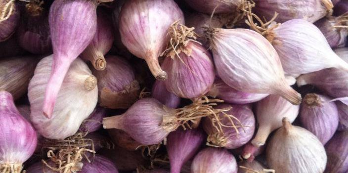 Tỏi cô đơn trồng ở đâu – tác dụng của tỏi cô đơn toi co don phu yen