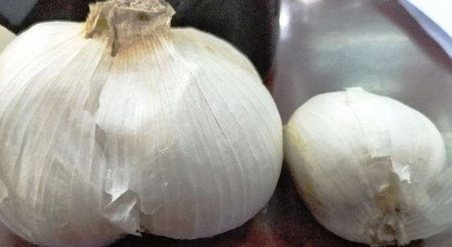 Quảng Ngãi: Không cho phép trồng tỏi voi Nhật Bản trên đảo Lý Sơn toi voi nhat ban