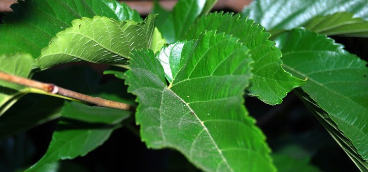 Bài thuốc từ lá dâu tằm chữa bệnh tiểu đường la dau tam chua benh tieu duong