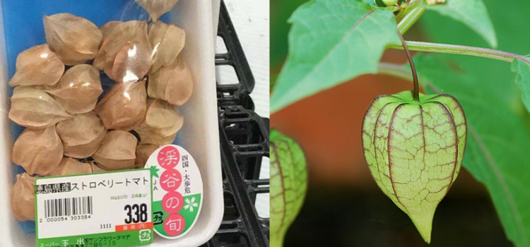 Cây tầm bóp có tác dụng gì mà người Nhật quý như vậy? cay tam bop co tac dung gi 2